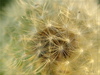 dandelion - photo/picture definition - dandelion word and phrase image