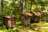 ancient beehives - photo/picture definition - ancient beehives word and phrase image