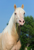 cremello horse - photo/picture definition - cremello horse word and phrase image