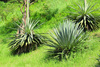 agave - photo/picture definition - agave word and phrase image