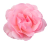 floribunda rose - photo/picture definition - floribunda rose word and phrase image
