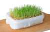 wheat sprouts - photo/picture definition - wheat sprouts word and phrase image