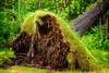 fallen tree - photo/picture definition - fallen tree word and phrase image