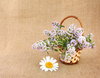 thyme bunch - photo/picture definition - thyme bunch word and phrase image