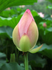 lotus bud - photo/picture definition - lotus bud word and phrase image