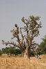 baobab - photo/picture definition - baobab word and phrase image