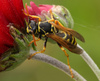 wasp - photo/picture definition - wasp word and phrase image
