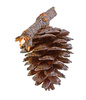 pine strobile - photo/picture definition - pine strobile word and phrase image