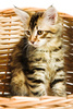 Siberian kitten - photo/picture definition - Siberian kitten word and phrase image