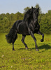 black beauty - photo/picture definition - black beauty word and phrase image