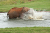 elephant bathing - photo/picture definition - elephant bathing word and phrase image