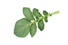 potato leaf - photo/picture definition - potato leaf word and phrase image
