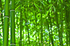 bamboo forest - photo/picture definition - bamboo forest word and phrase image