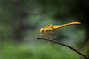 southern darter - photo/picture definition - southern darter word and phrase image
