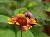 Indian blanket flower - photo/picture definition - Indian blanket flower word and phrase image