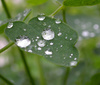dew - photo/picture definition - dew word and phrase image