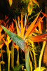 bird of paradise - photo/picture definition - bird of paradise word and phrase image