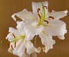 casablanca lillies - photo/picture definition - casablanca lillies word and phrase image