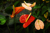 anthuriums - photo/picture definition - anthuriums word and phrase image