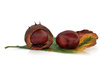 conkers - photo/picture definition - conkers word and phrase image