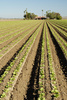 lettuce seedlings - photo/picture definition - lettuce seedlings word and phrase image