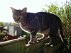 tabby cat - photo/picture definition - tabby cat word and phrase image