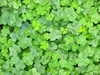 clover - photo/picture definition - clover word and phrase image
