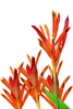 tropical heliconia - photo/picture definition - tropical heliconia word and phrase image