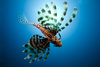 lionfish - photo/picture definition - lionfish word and phrase image