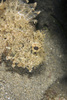 bearded scorpion fish - photo/picture definition - bearded scorpion fish word and phrase image
