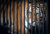 caged tiger - photo/picture definition - caged tiger word and phrase image
