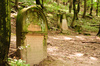 jewish tombstone - photo/picture definition - jewish tombstone word and phrase image