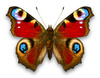 admiral butterfly - photo/picture definition - admiral butterfly word and phrase image