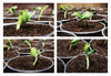 pumpkin sprouts - photo/picture definition - pumpkin sprouts word and phrase image