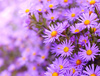 asters - photo/picture definition - asters word and phrase image