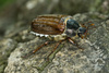 maybeetle - photo/picture definition - maybeetle word and phrase image