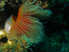 feather duster worm - photo/picture definition - feather duster worm word and phrase image