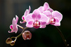 moth orchid - photo/picture definition - moth orchid word and phrase image