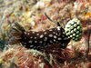 nudibranch - photo/picture definition - nudibranch word and phrase image
