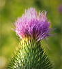 thistle - photo/picture definition - thistle word and phrase image