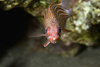 squirrelfish - photo/picture definition - squirrelfish word and phrase image