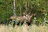 bull moose - photo/picture definition - bull moose word and phrase image