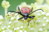 longhorn beetle - photo/picture definition - longhorn beetle word and phrase image