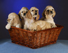 puppies litter - photo/picture definition - puppies litter word and phrase image