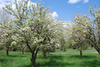 orchard - photo/picture definition - orchard word and phrase image