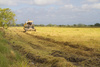 harvest in Thailand - photo/picture definition - harvest in Thailand word and phrase image
