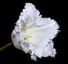 white tulip - photo/picture definition - white tulip word and phrase image