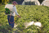 spraying vegetables - photo/picture definition - spraying vegetables word and phrase image