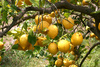 lemon garden - photo/picture definition - lemon garden word and phrase image
