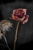 wilting rose - photo/picture definition - wilting rose word and phrase image